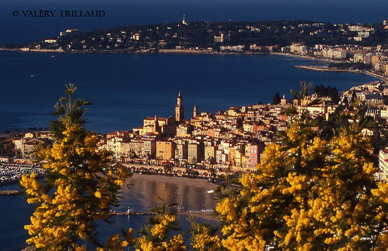 Le Mimosa de Menton