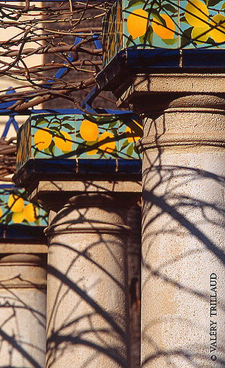 Les citrons de Menton