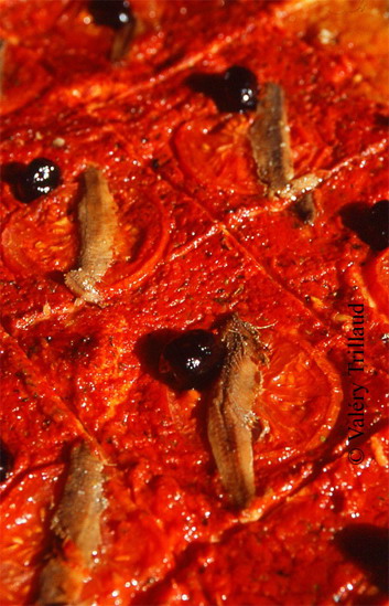 Nice sa pizza