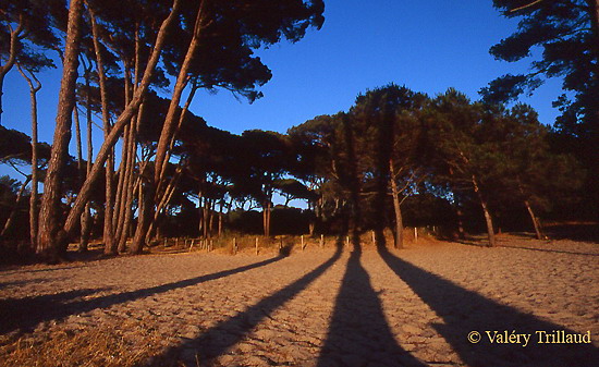 Porquerolles rayures
