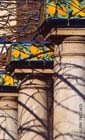 Les citrons de Menton