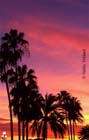Nice ombres chinoises