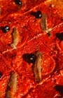 Nice sa pizza
